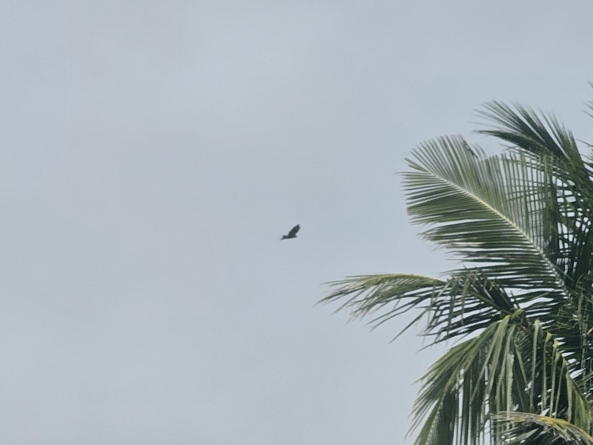 Хохлатый змееяд - ML645157506