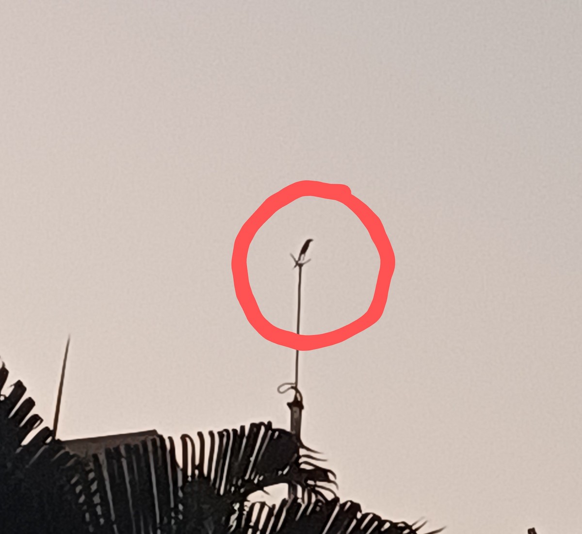 Ashy Drongo - ML645157509