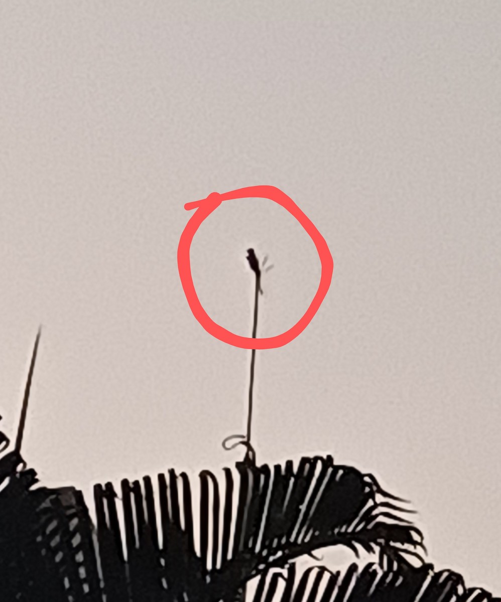 Ashy Drongo - ML645157510