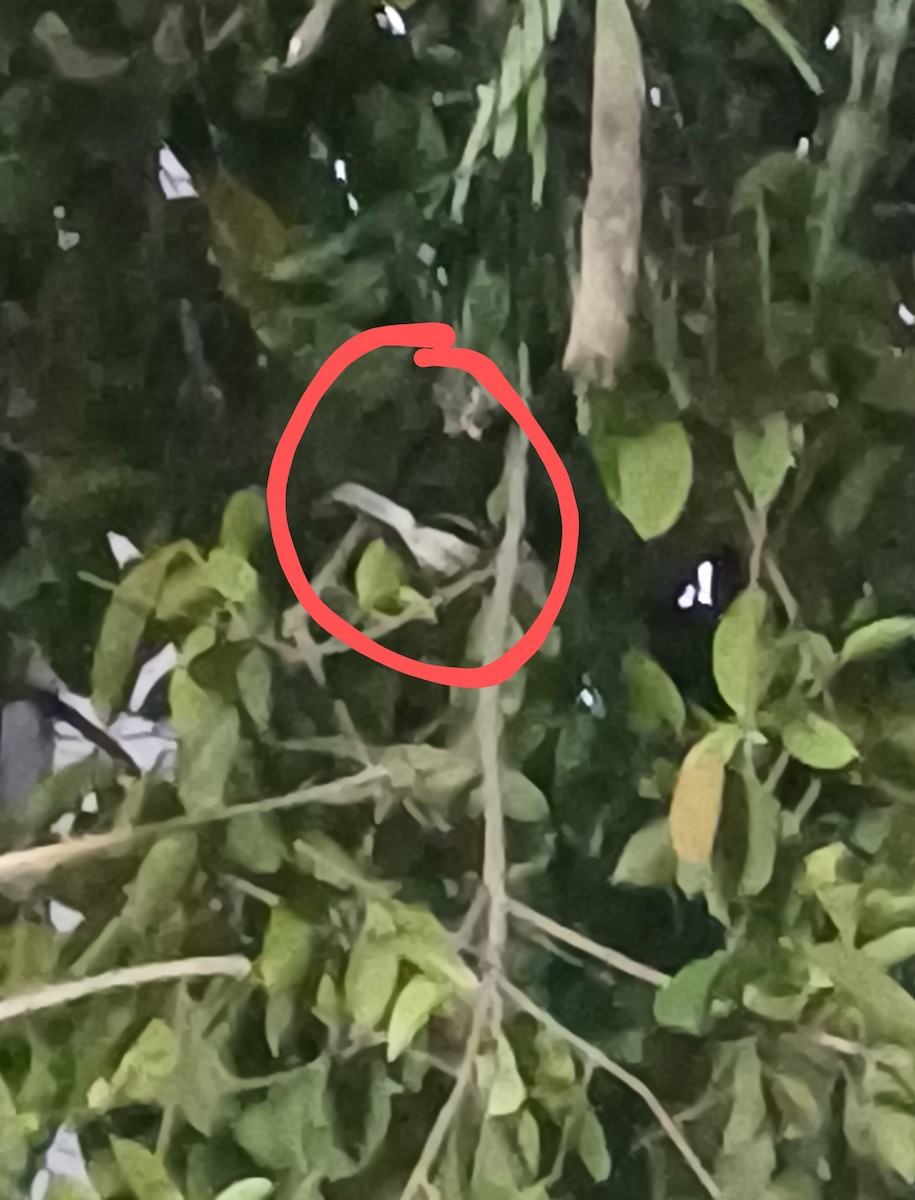 Oriental Magpie-Robin - ML645157517