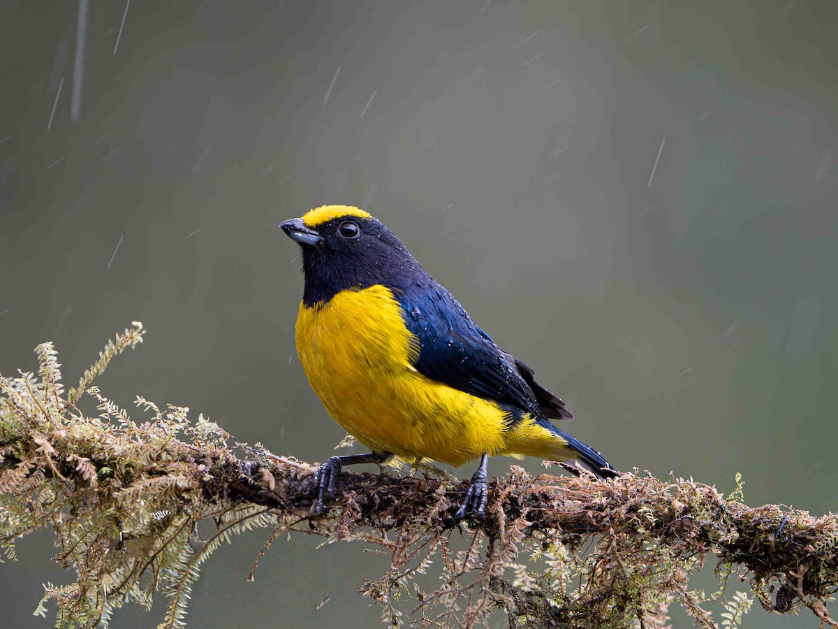 Orange-bellied Euphonia - ML645157521