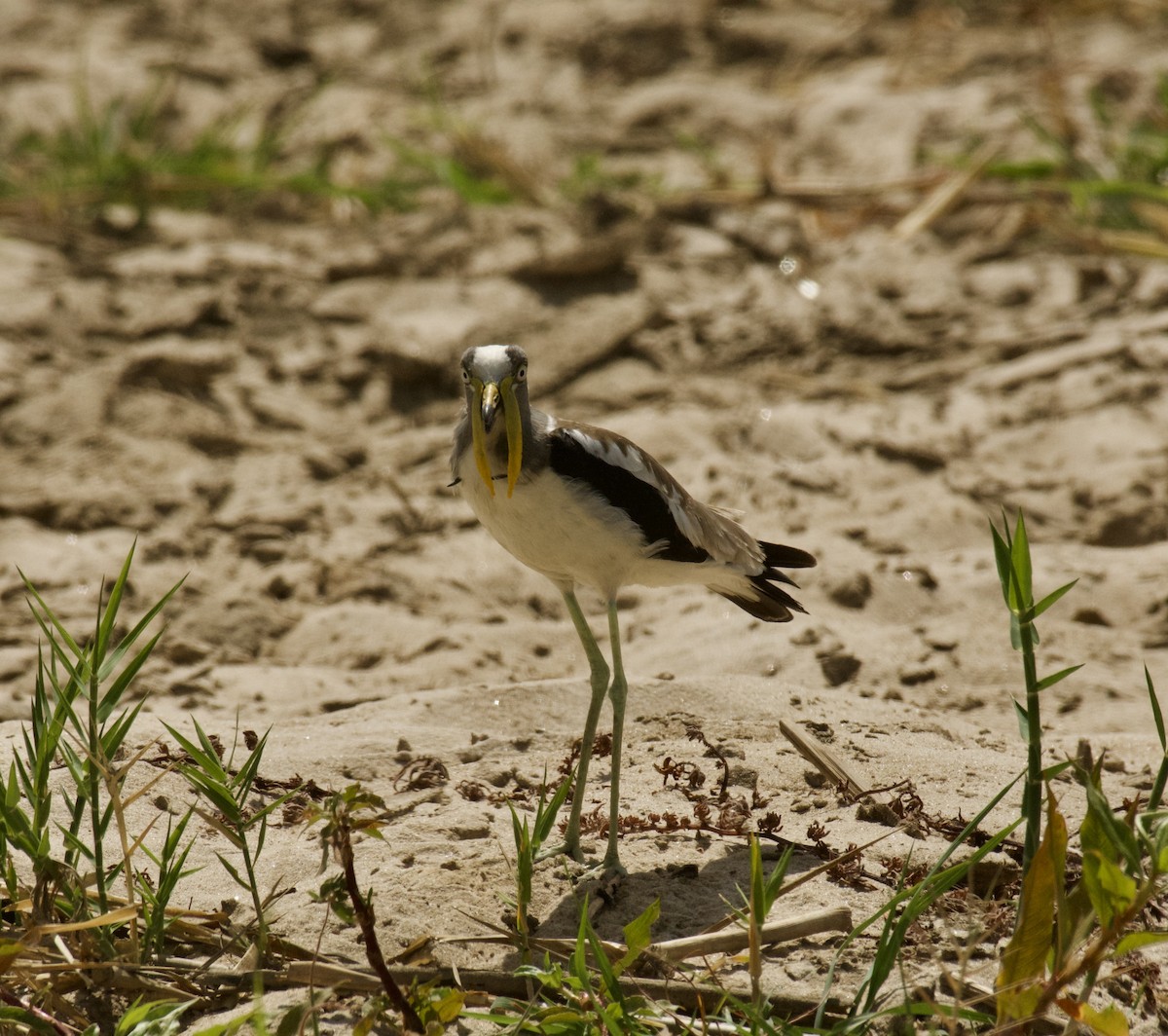 White-crowned Lapwing - ML645157531
