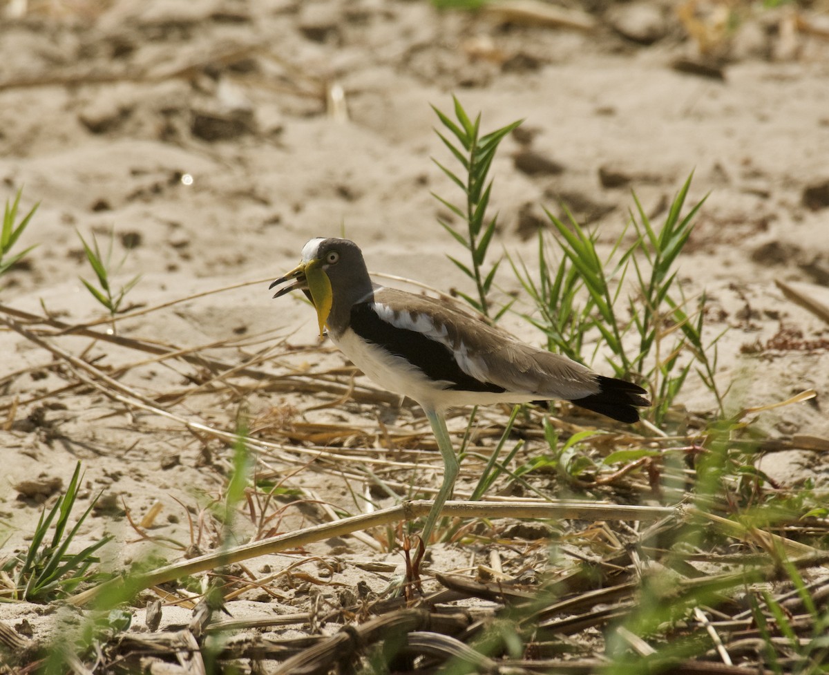 White-crowned Lapwing - ML645157532