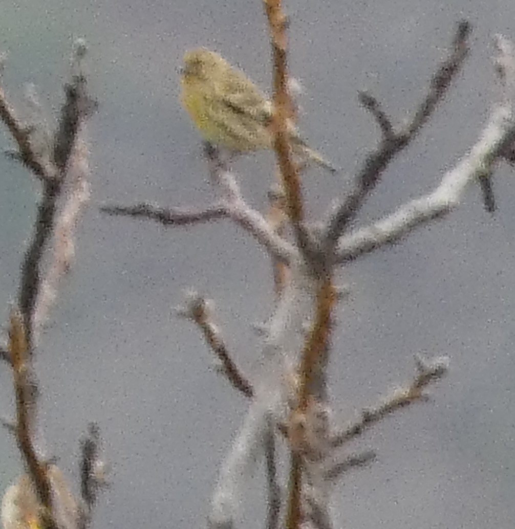 European Serin - ML645157541