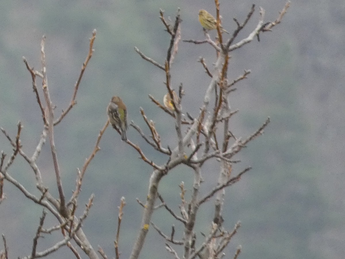 European Serin - ML645157542