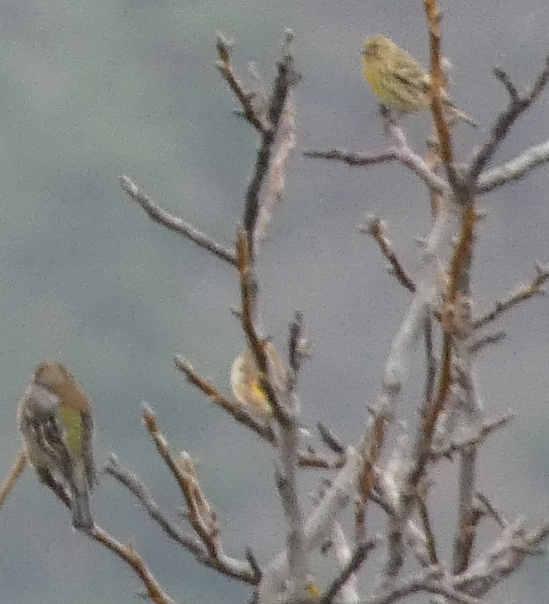 European Serin - ML645157543