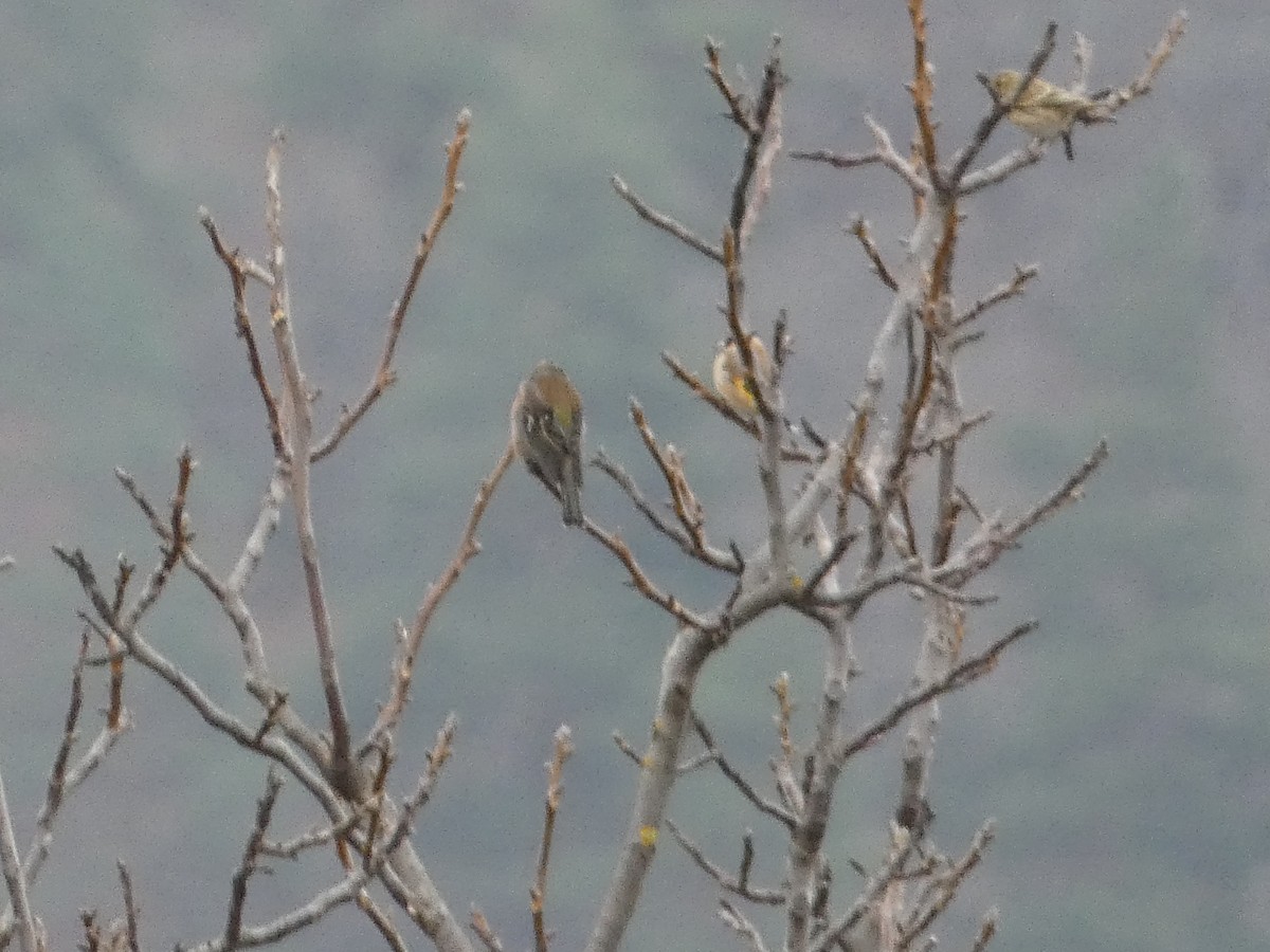 European Serin - ML645157544