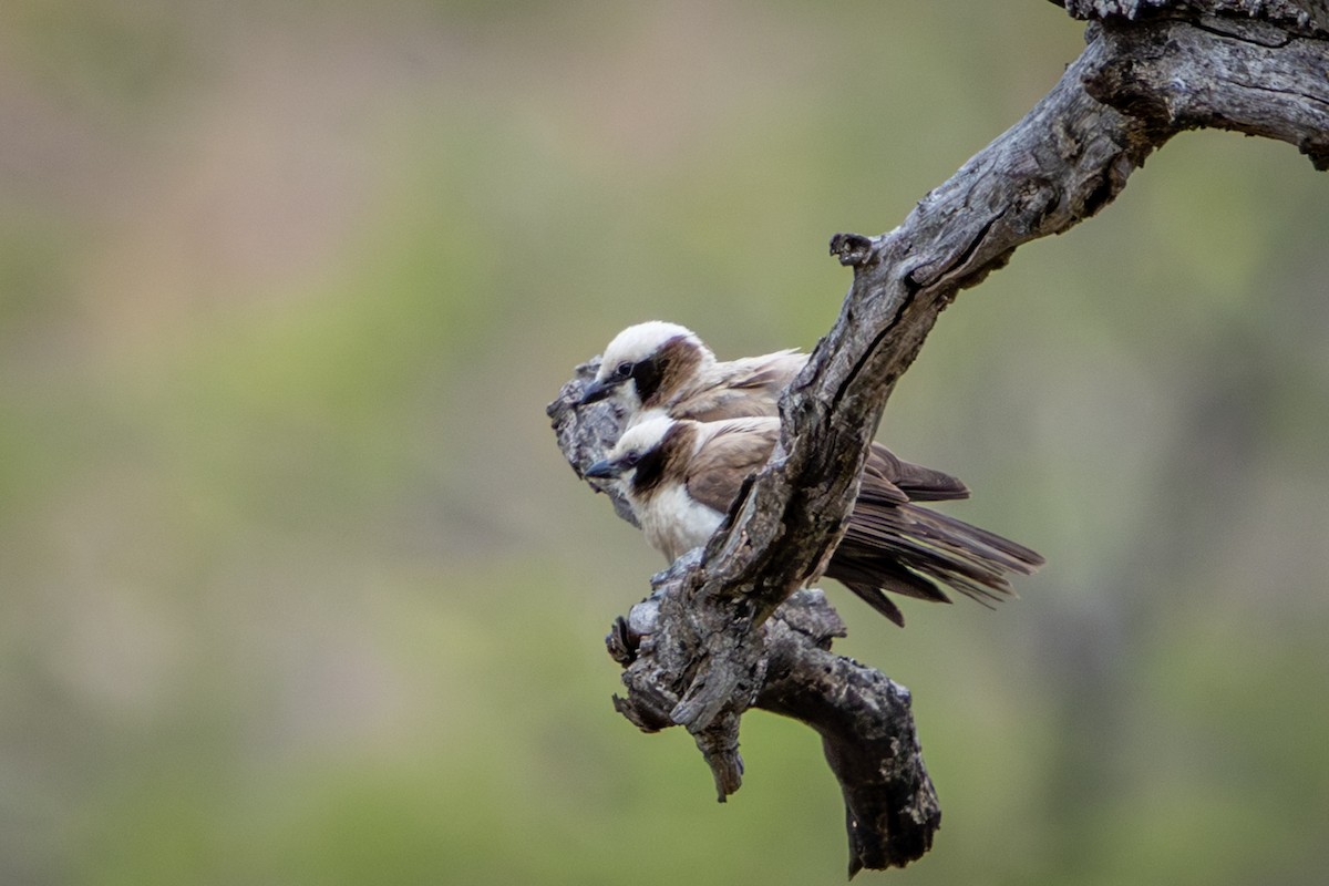 White-crowned Shrike - ML645157548