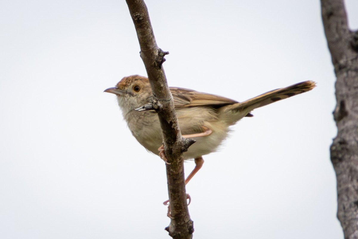 Rattling Cisticola - ML645157560