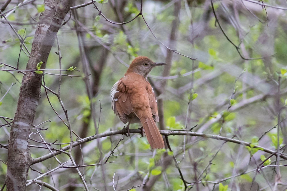 דשוש חום - ML645157561