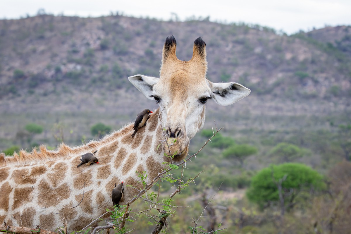 Red-billed Oxpecker - ML645157579