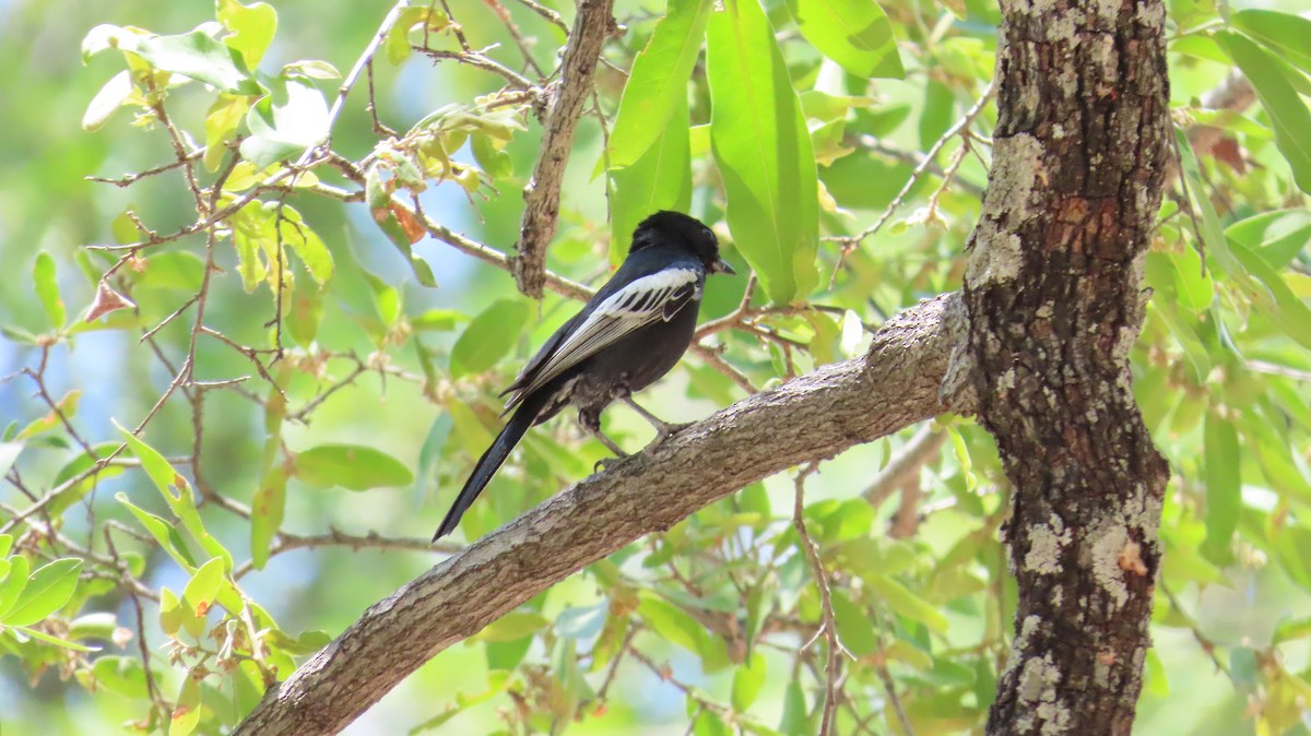 Southern Black-Tit - ML645157585