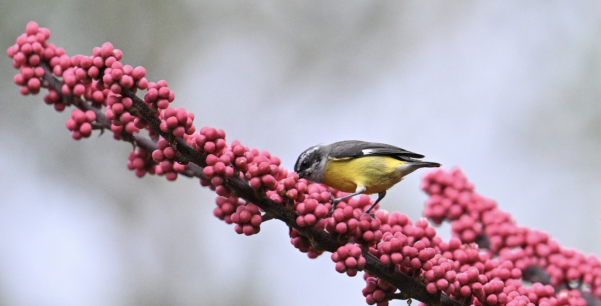 Bananaquit - ML645157586