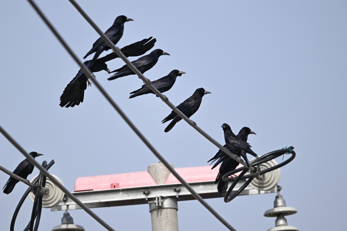 Ekin Kargası - ML645157609