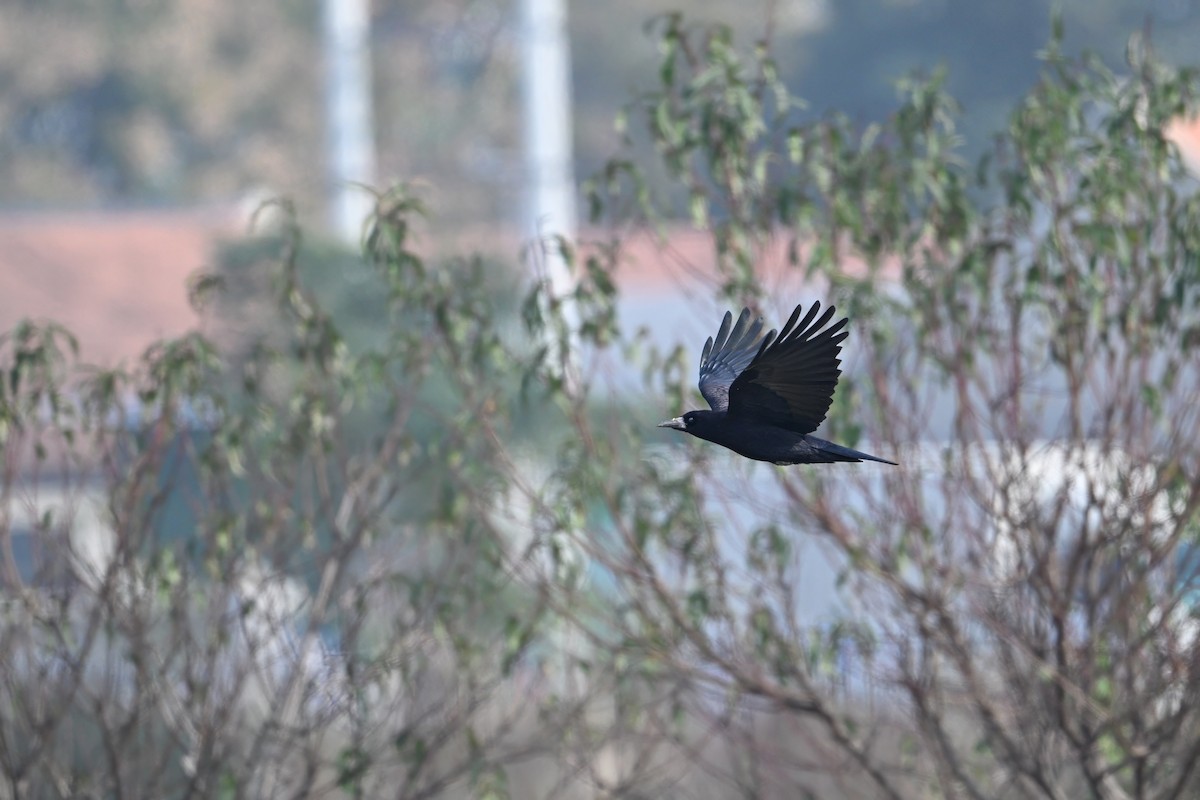 Ekin Kargası - ML645157610