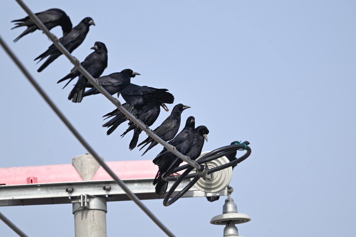 Ekin Kargası - ML645157611