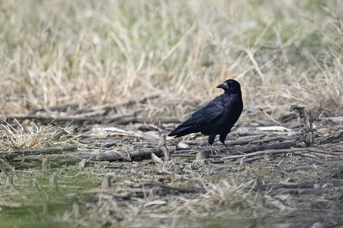 Ekin Kargası - ML645157612