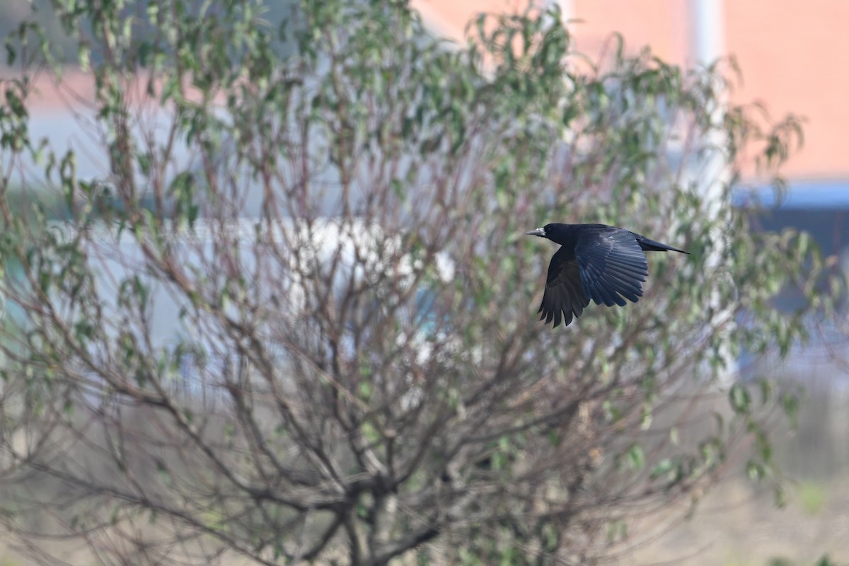 Ekin Kargası - ML645157613