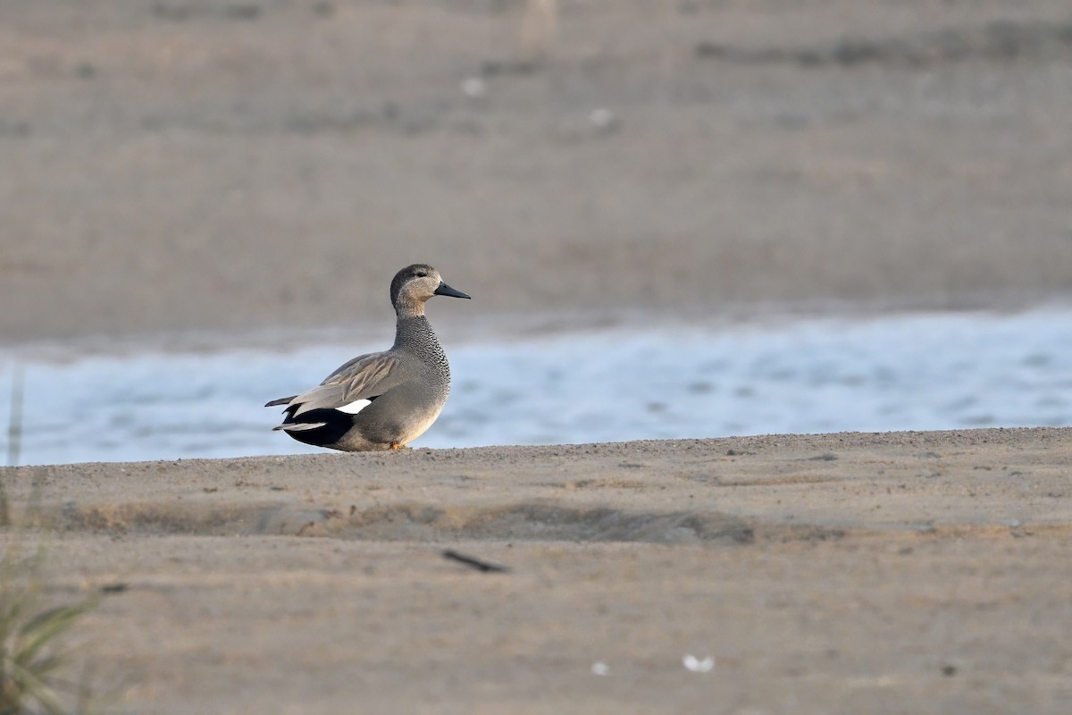 kopřivka obecná - ML645157629