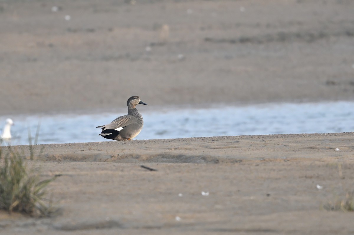 kopřivka obecná - ML645157630