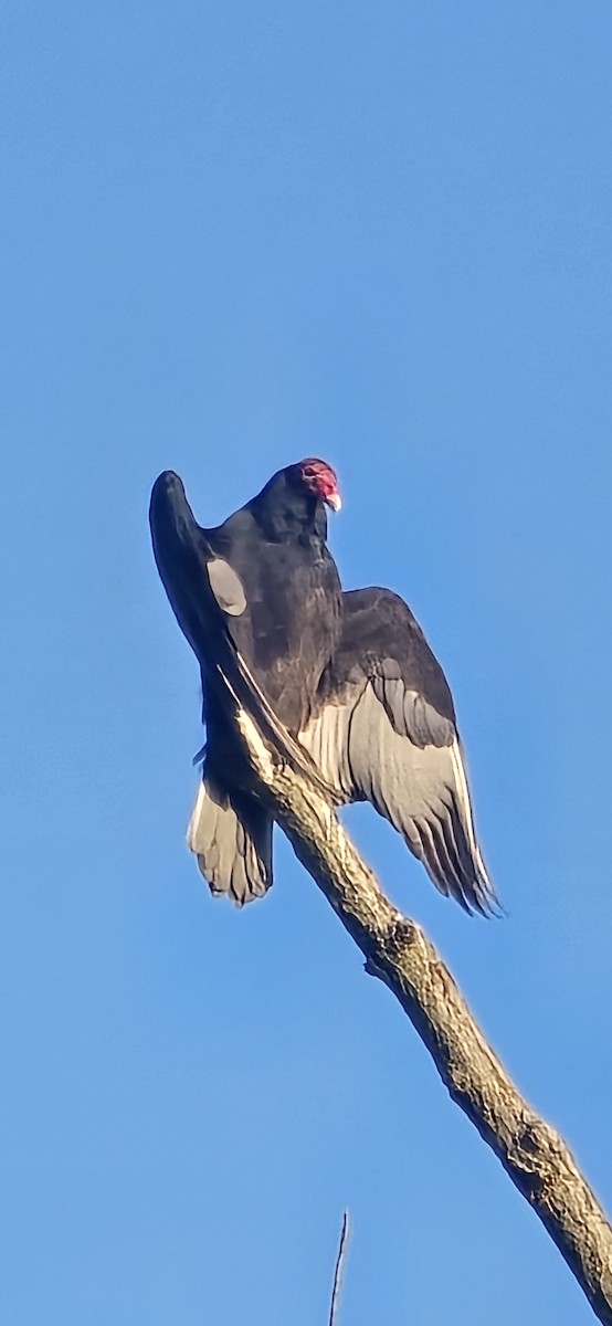 Turkey Vulture - ML645157645