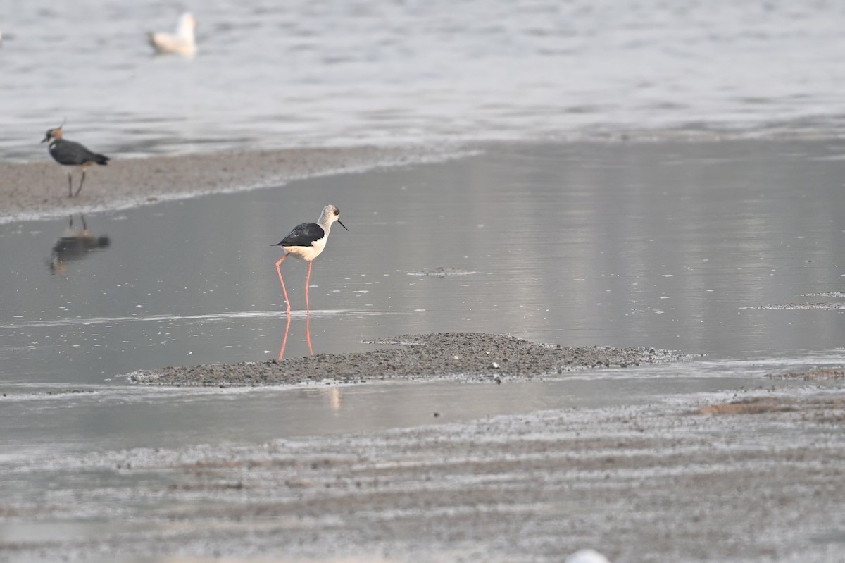 高蹺鴴 - ML645157653