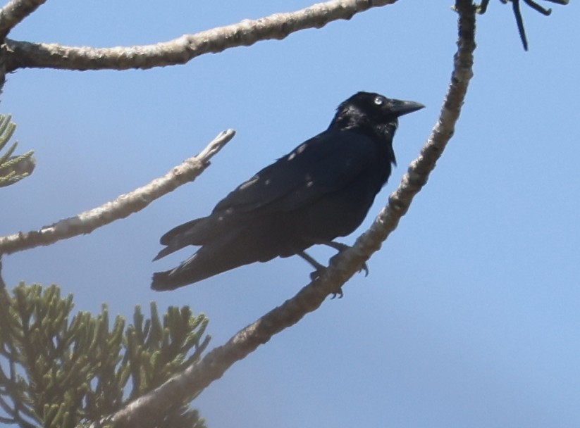 Torresian Crow - ML645157679