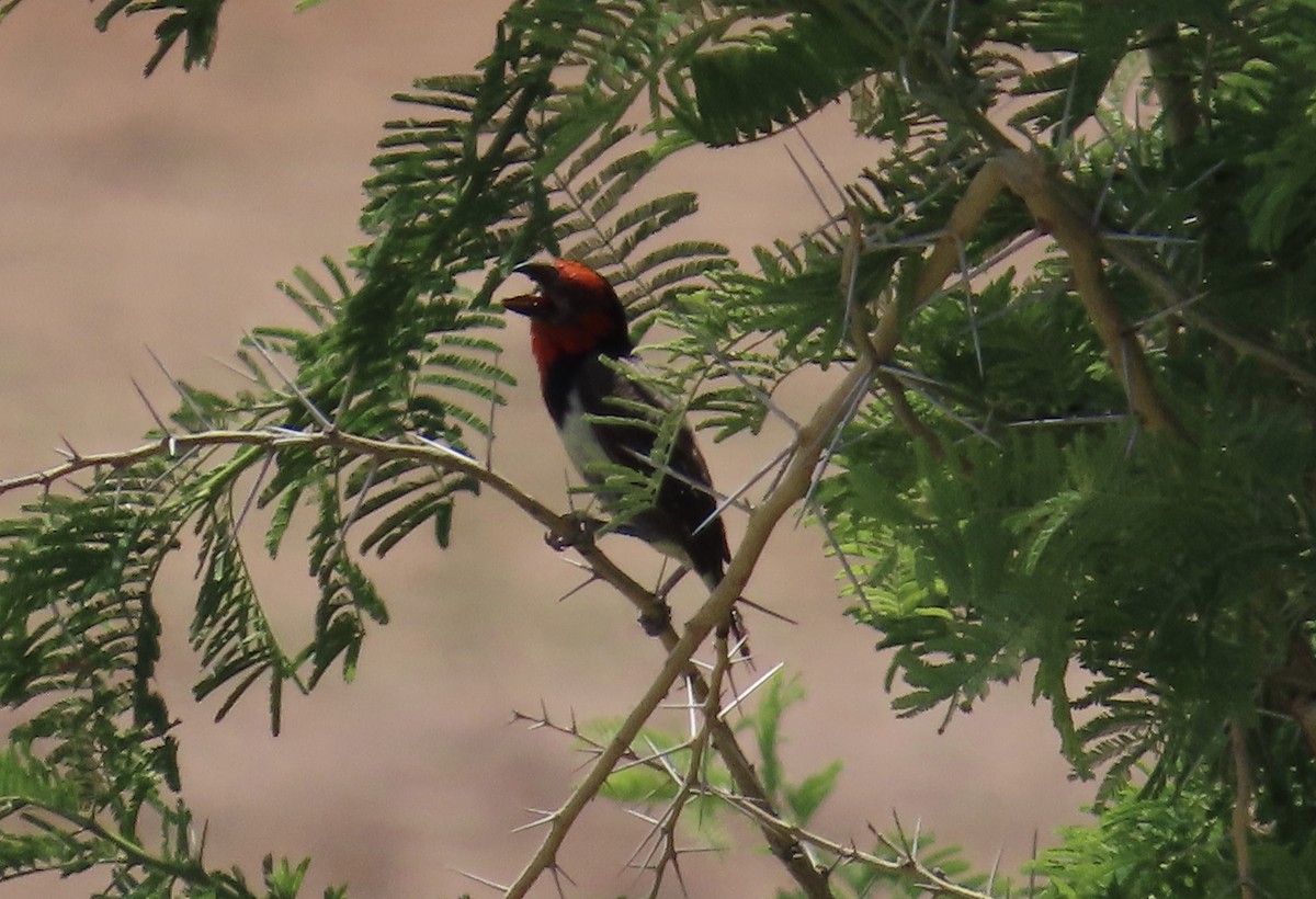 Black-collared Barbet - ML645157698