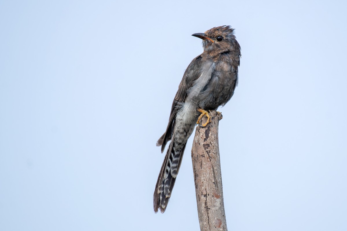 Воробьиная кукушка - ML645157699