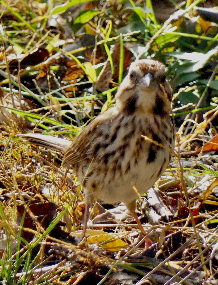 Song Sparrow - ML645157715