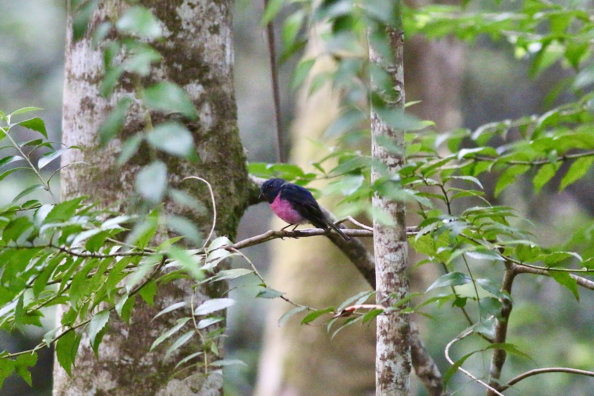 Pink Robin - ML645157722