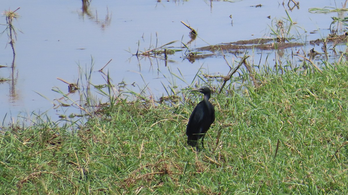 Black Heron - ML645157724