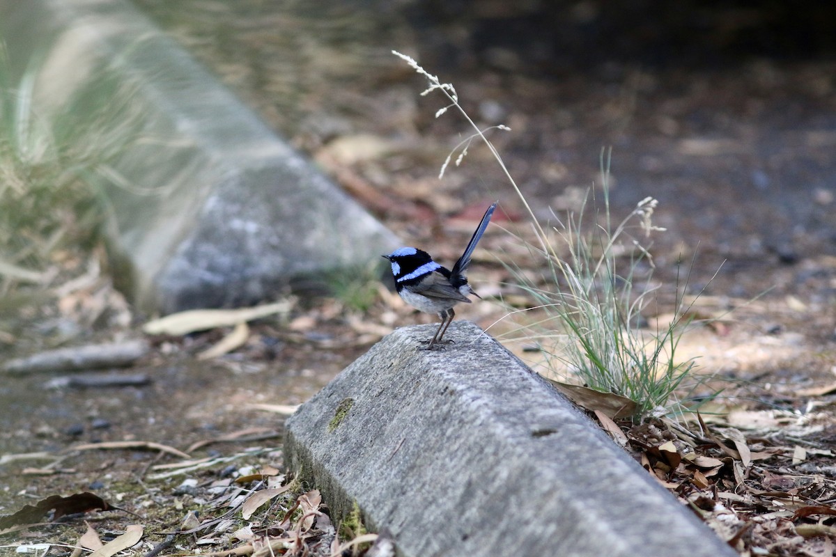 Superb Fairywren - ML645157732