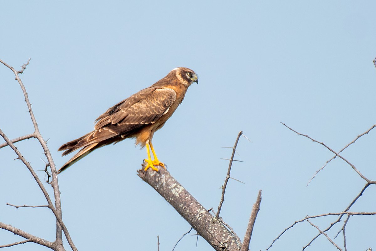Aguilucho Papialbo - ML645157737