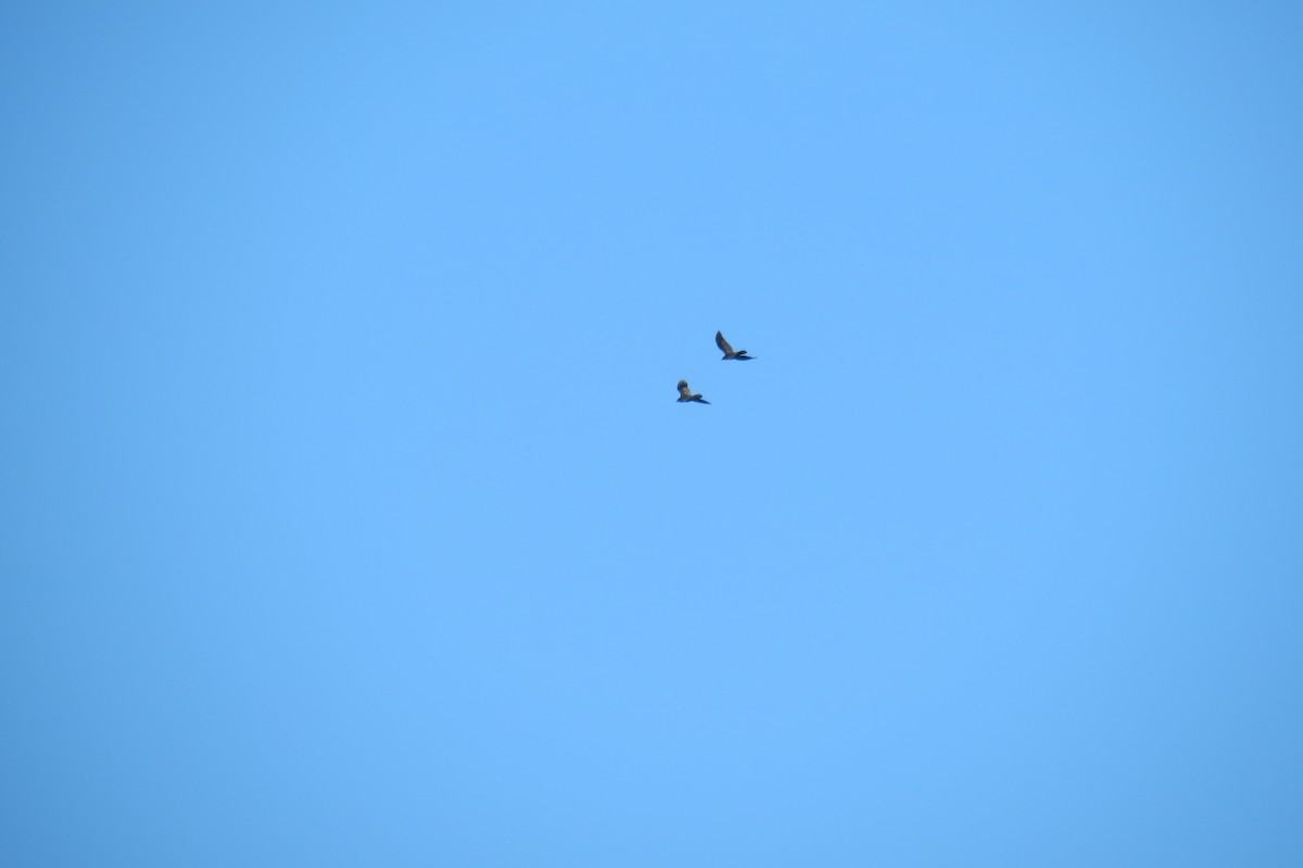 Common Raven - ML645157749