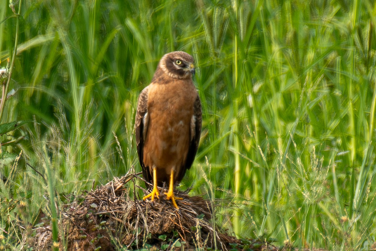Aguilucho Papialbo - ML645157751