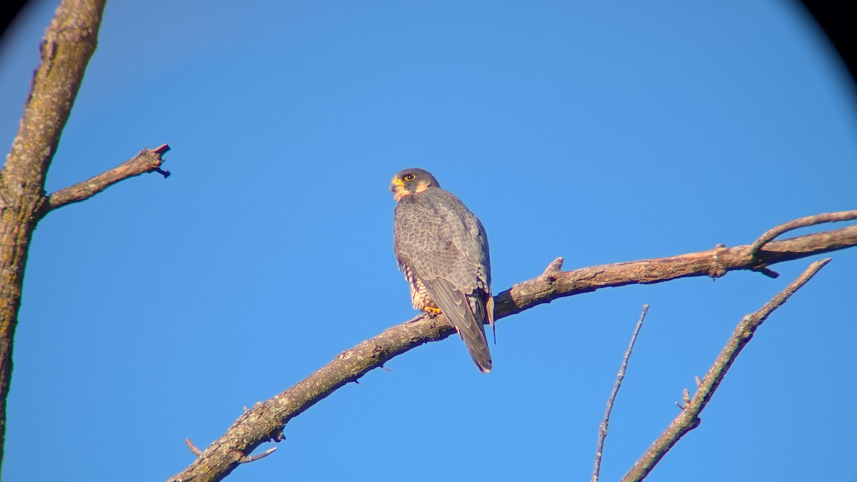 Peregrine Falcon - ML645157753
