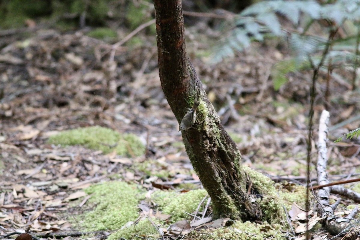 Brown Thornbill - ML645157757