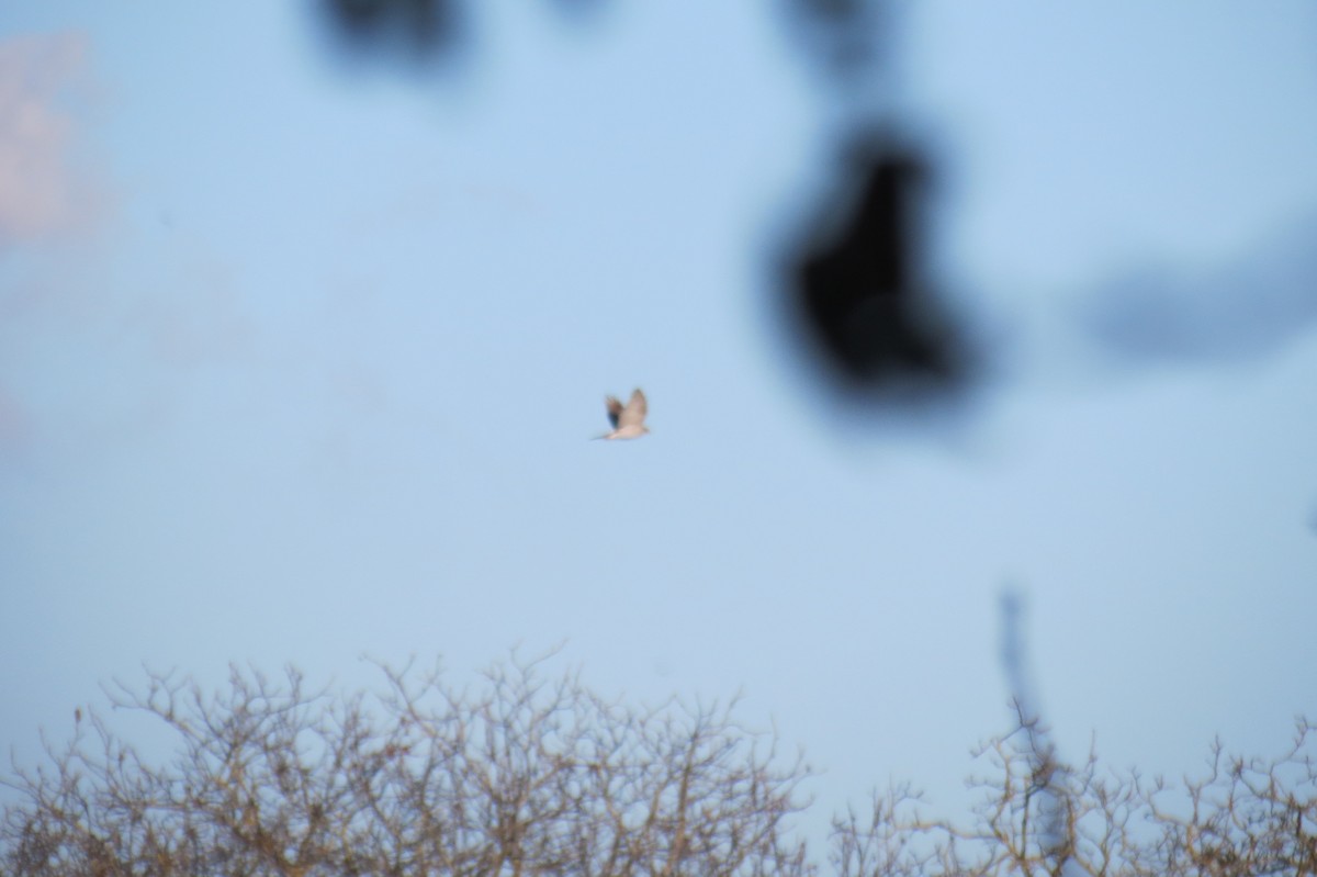 Eurasian Goshawk - ML645157770