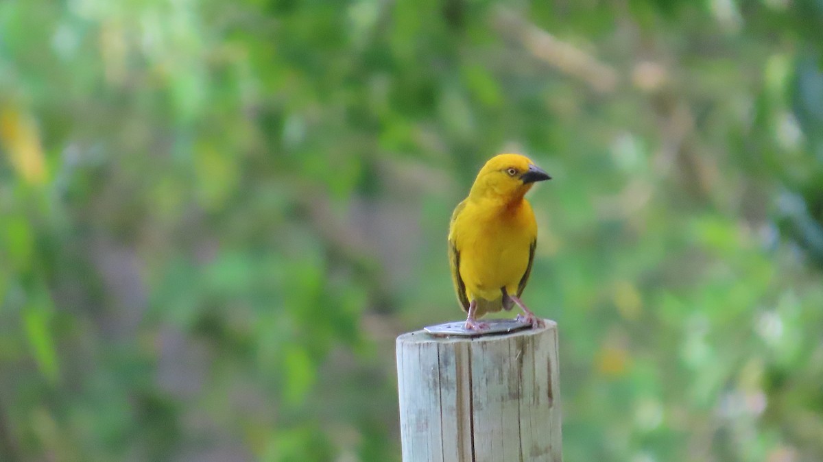 Holub's Golden-Weaver - ML645157771
