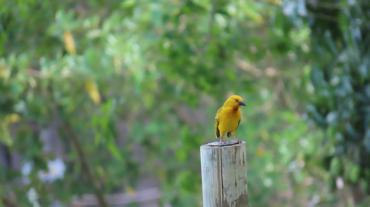 Holub's Golden-Weaver - ML645157772