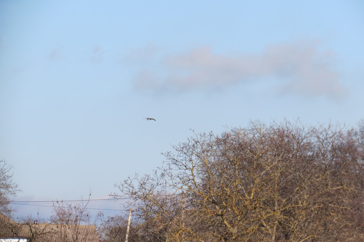 Eurasian Goshawk - ML645157774