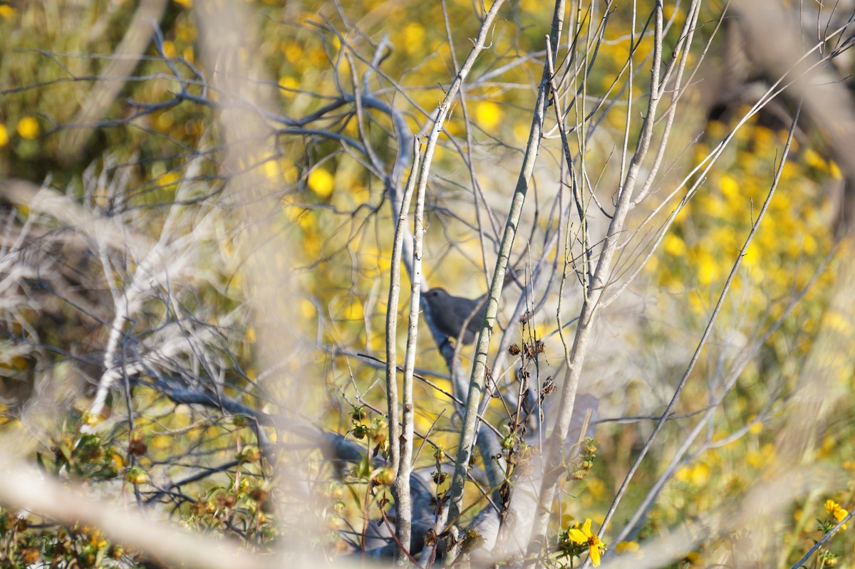 Miaulari grisa - ML645157775