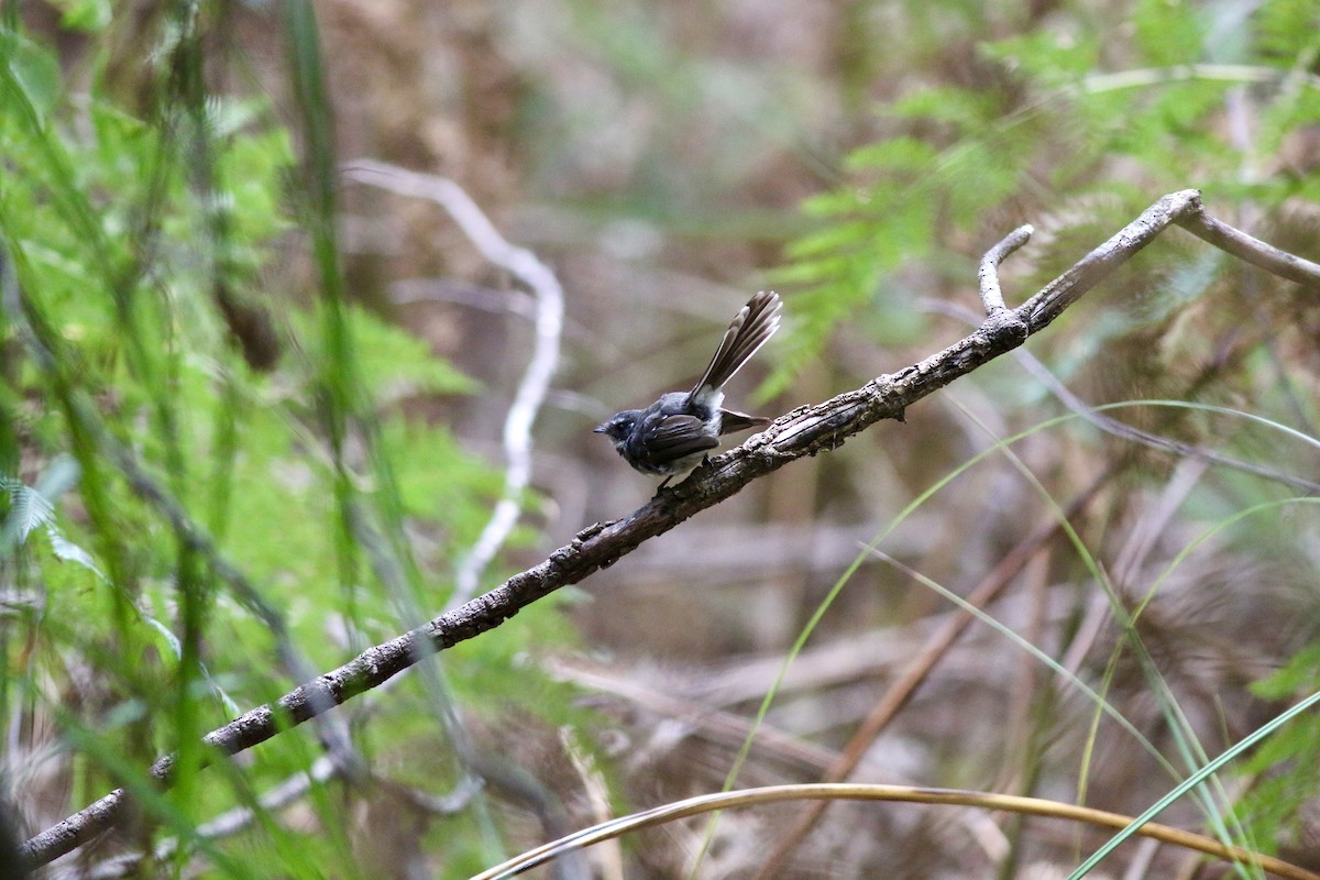 Gray Fantail - ML645157777