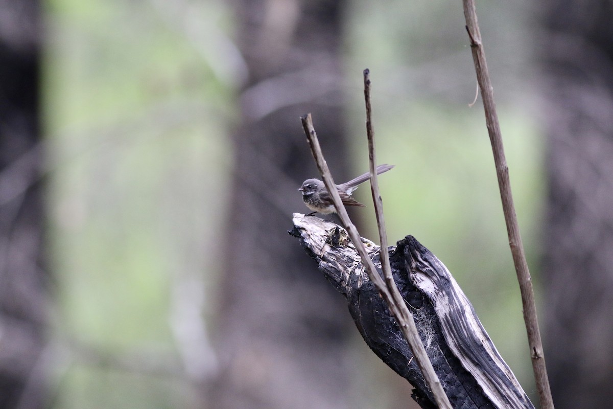 Gray Fantail - ML645157778