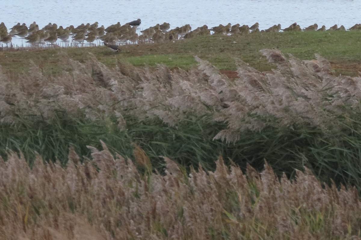 European Golden-Plover - ML645157781