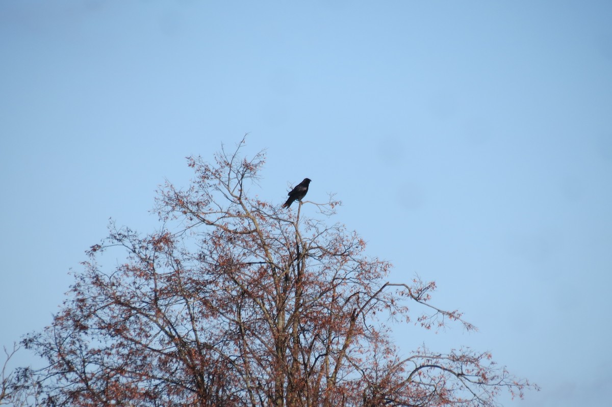 Common Raven - ML645157782