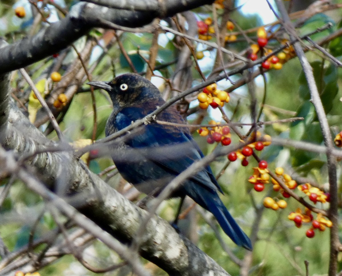 Rusty Blackbird - ML645157784
