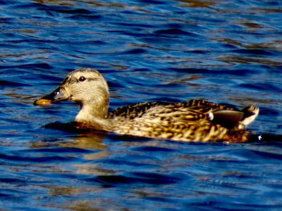 Mallard - ML645157796