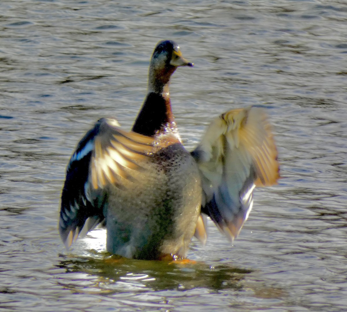 Mallard - ML645157797